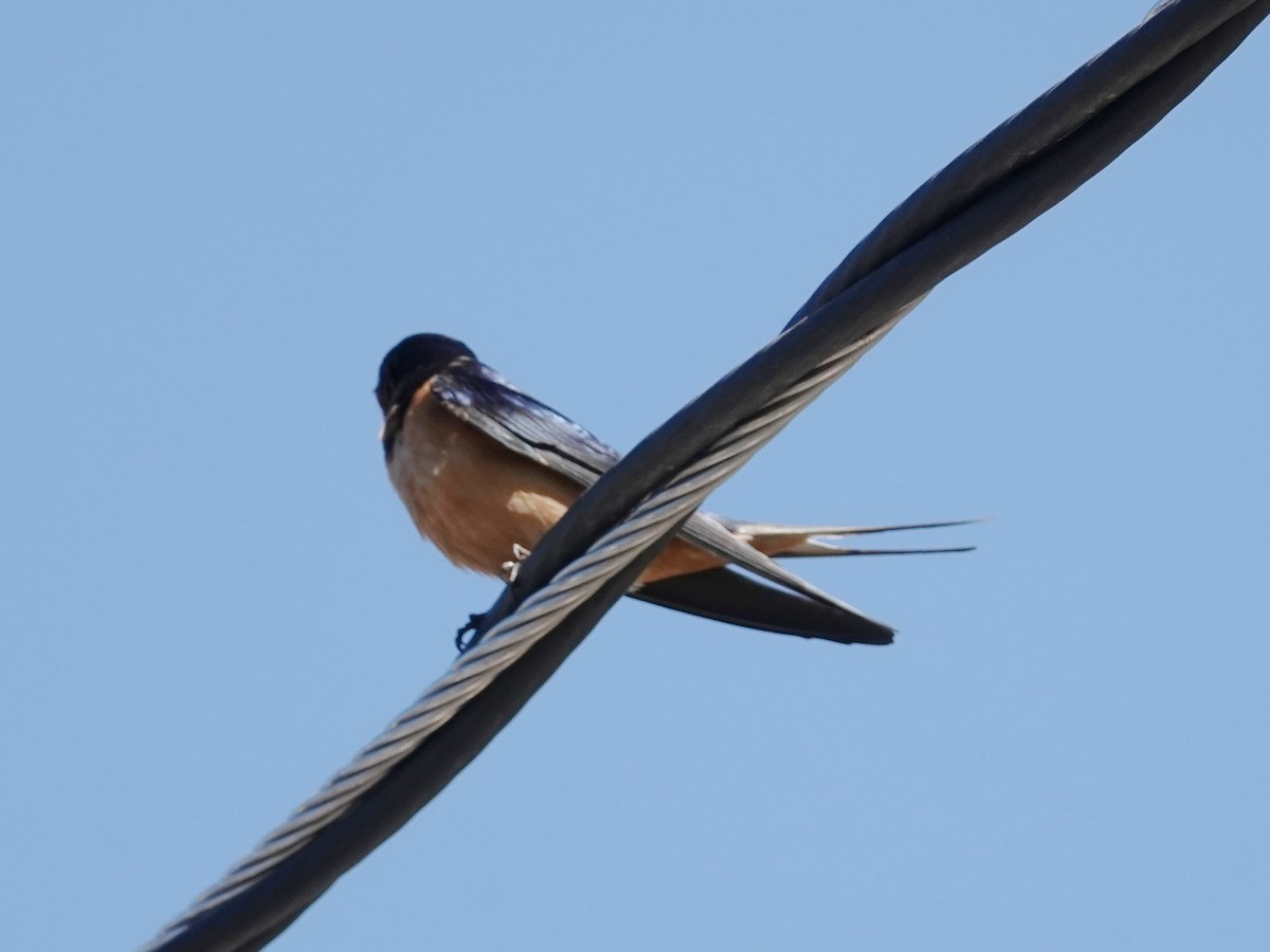 Barn Swallow - ML619618894