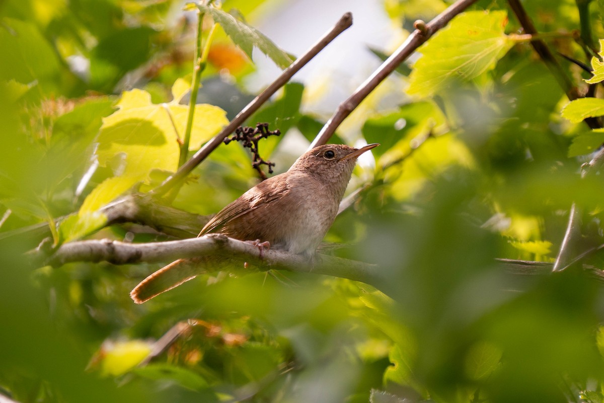 House Wren - Nick Panozzo