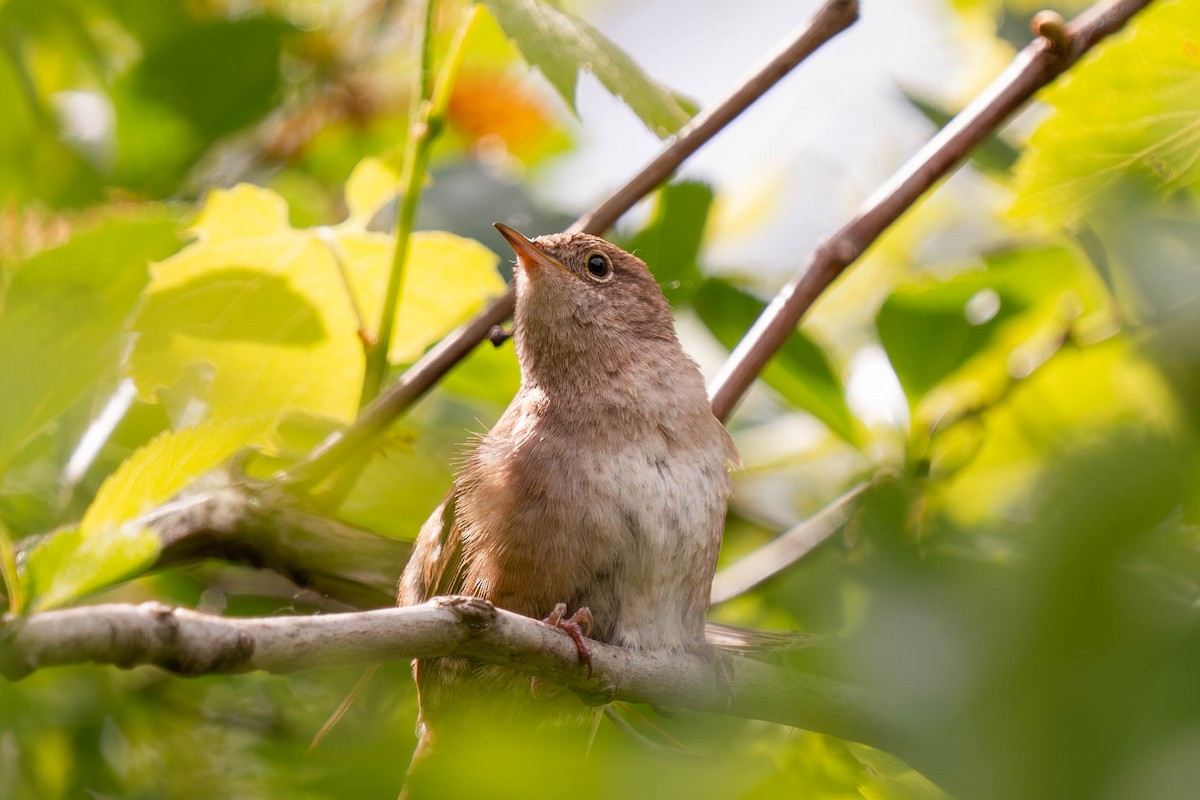 House Wren - Nick Panozzo