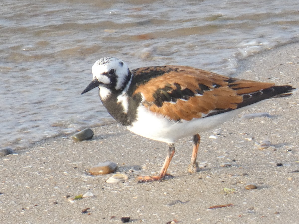 Ruddy Turnstone - David Riddle