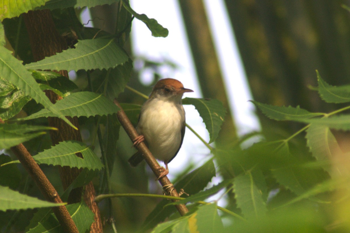 Common Tailorbird - Savin Perera