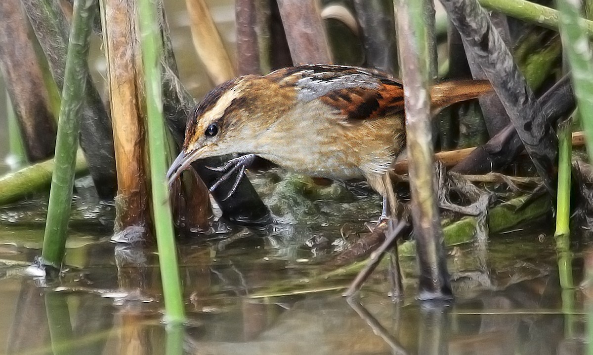 Wren-like Rushbird - ML619618920