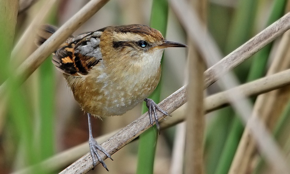 Wren-like Rushbird - ML619618921