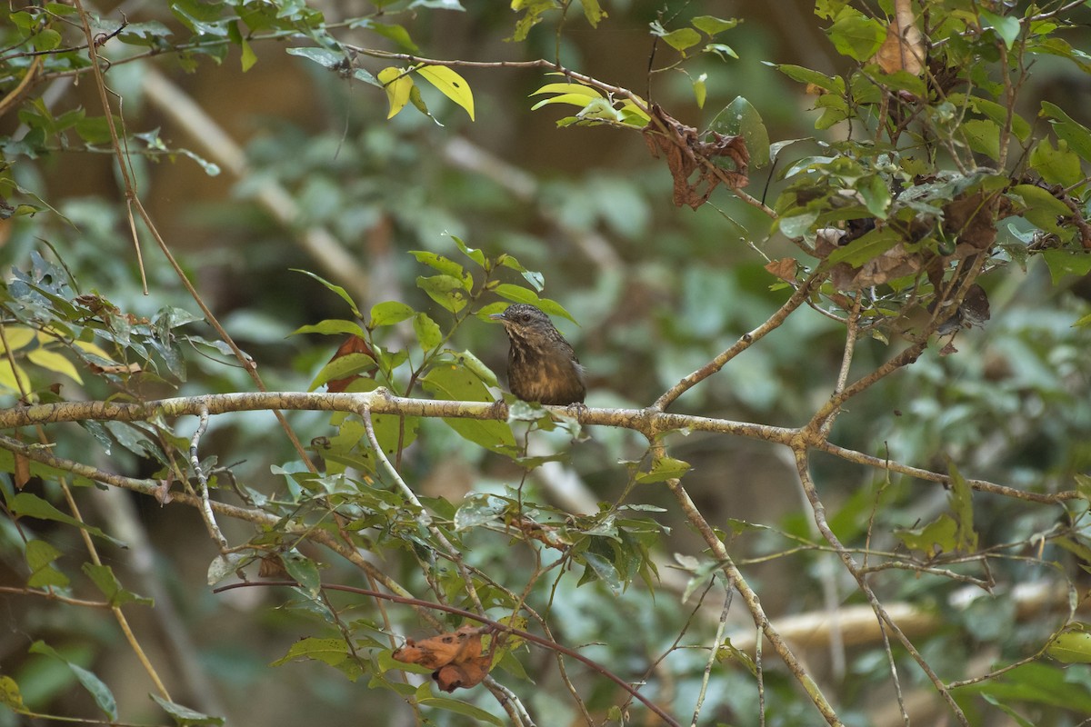 Variable Limestone Babbler - ML619618939