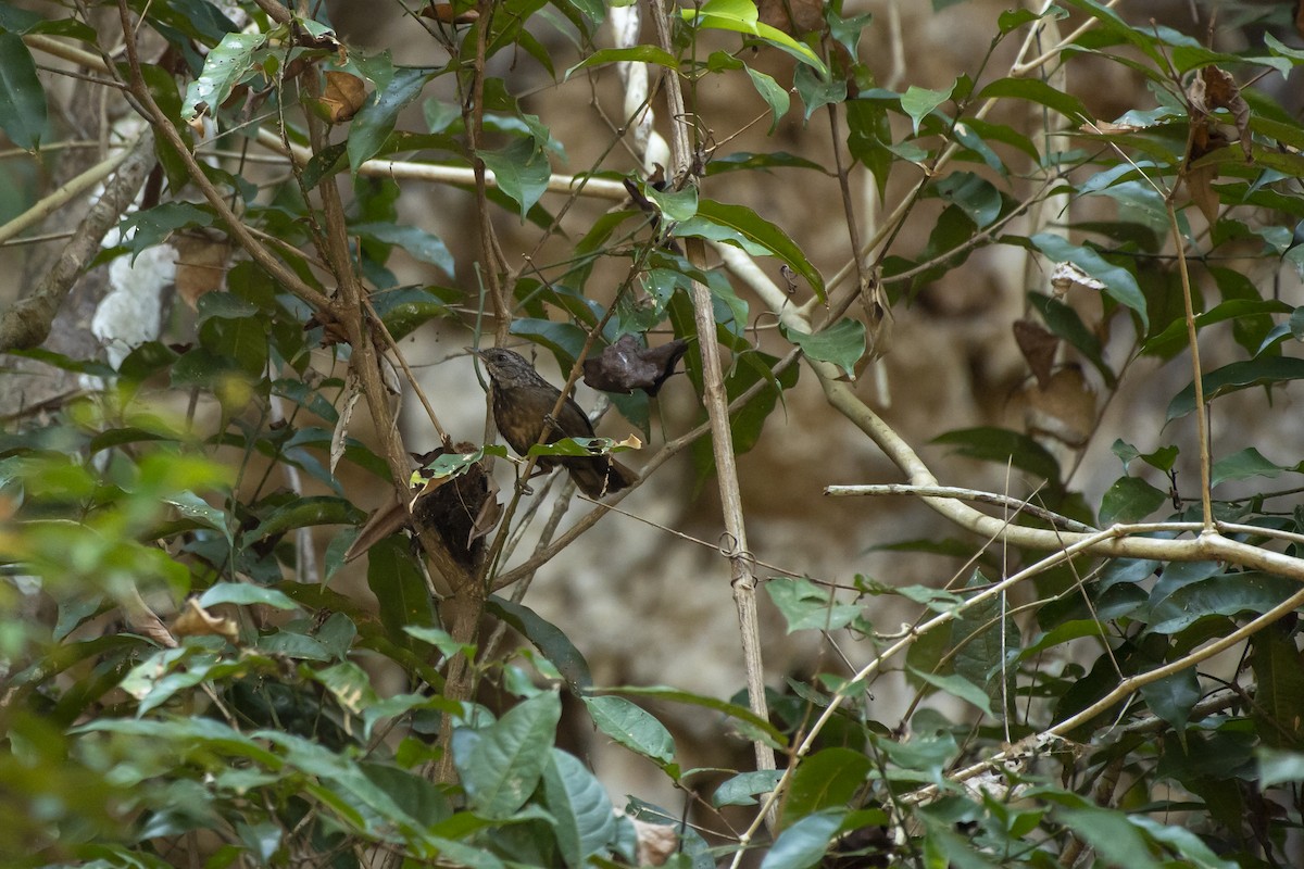 Variable Limestone Babbler - ML619618940