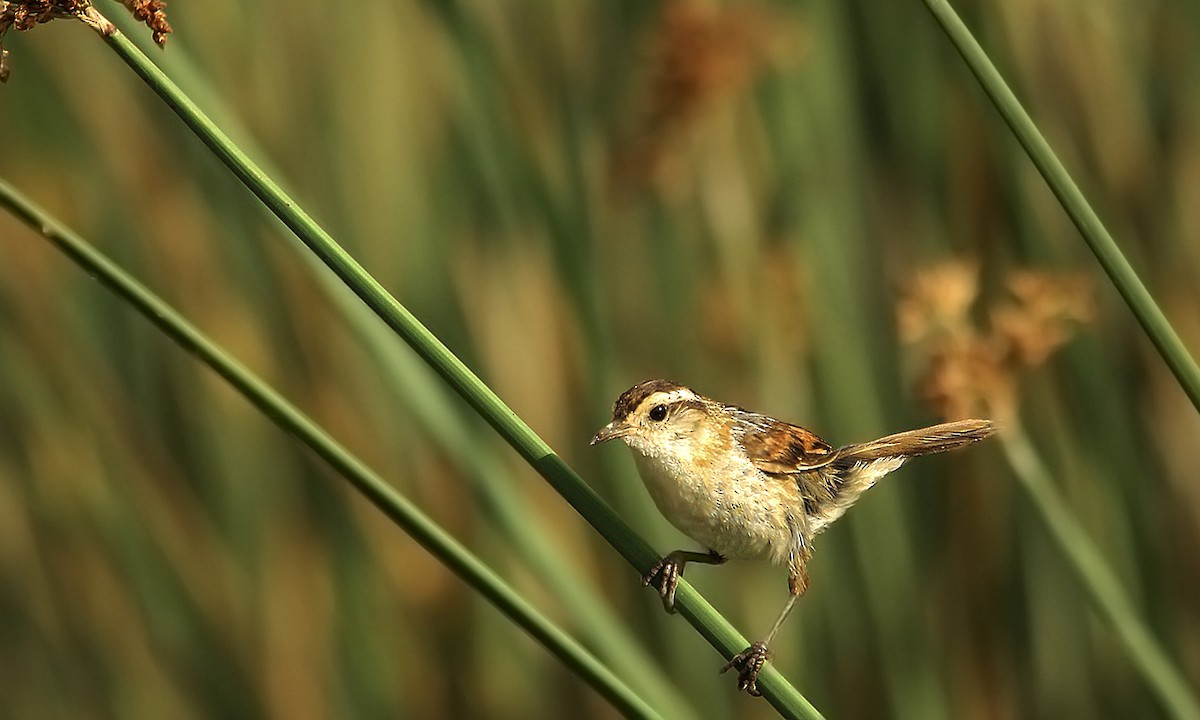 Wren-like Rushbird - ML619618947