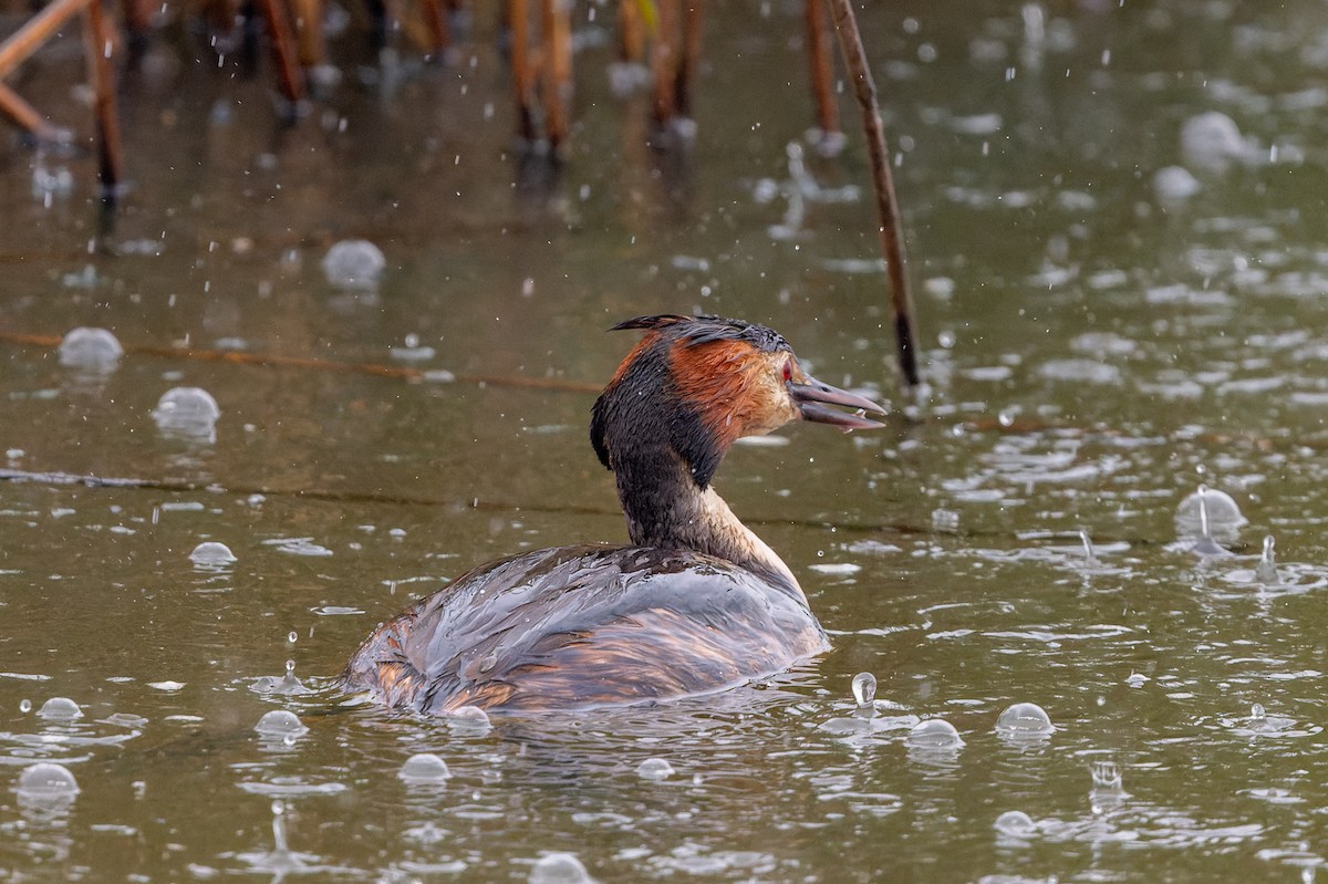 Great Crested Grebe - lucien ABAH