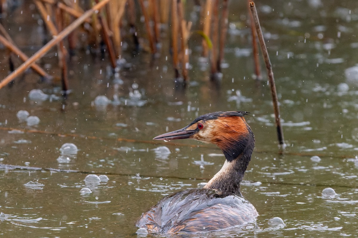 Great Crested Grebe - lucien ABAH