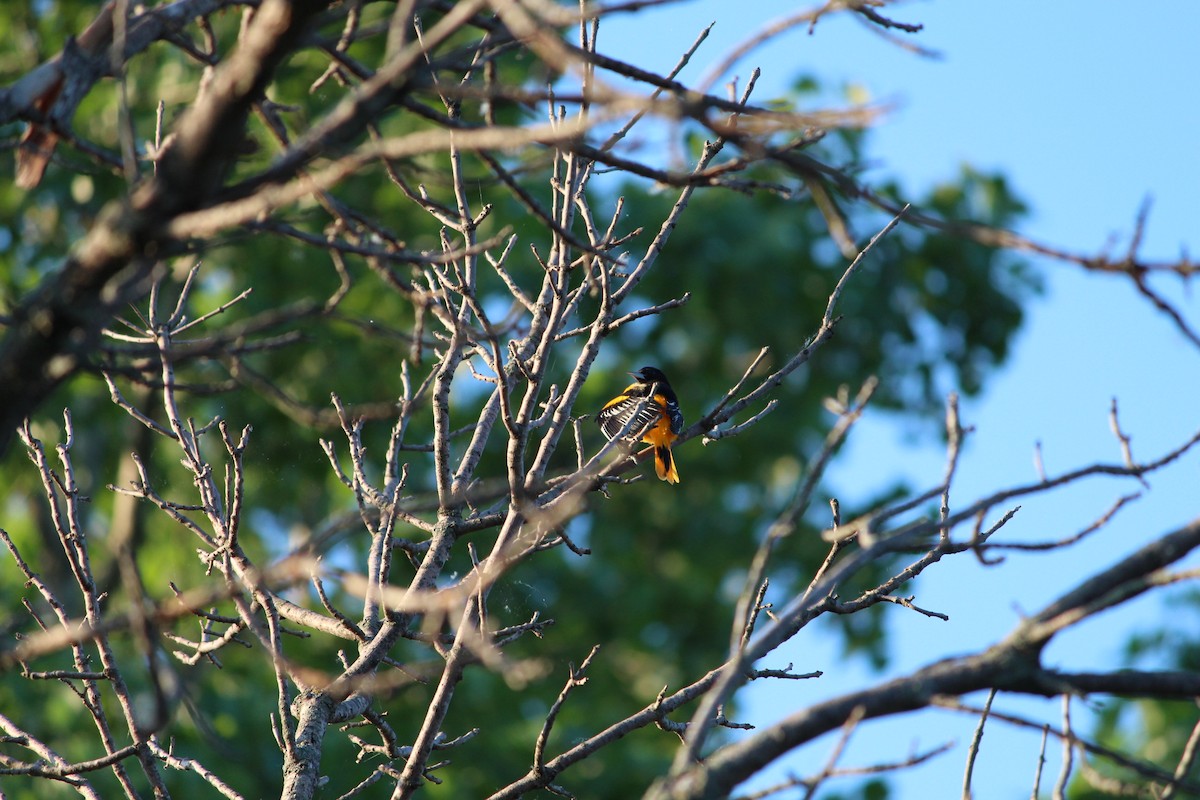 Baltimore Oriole - Jillian Kruempel