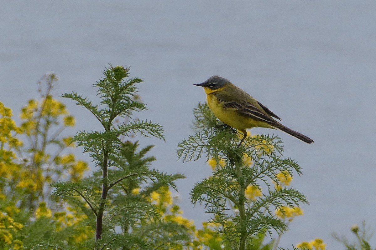 Western Yellow Wagtail - Tomáš Koranda