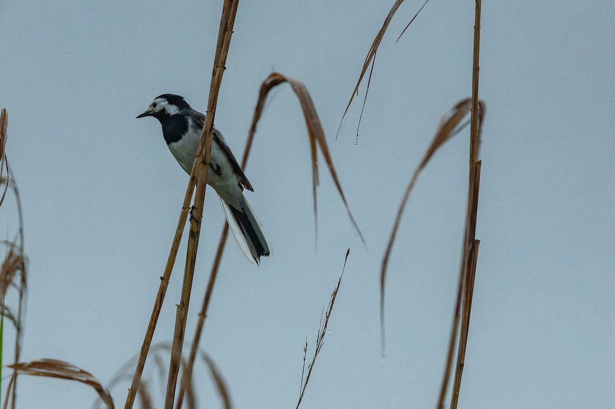 White Wagtail - lucien ABAH