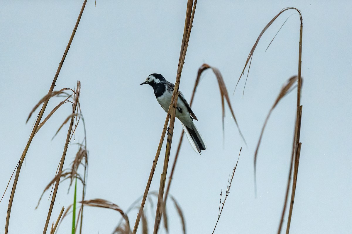 White Wagtail - lucien ABAH