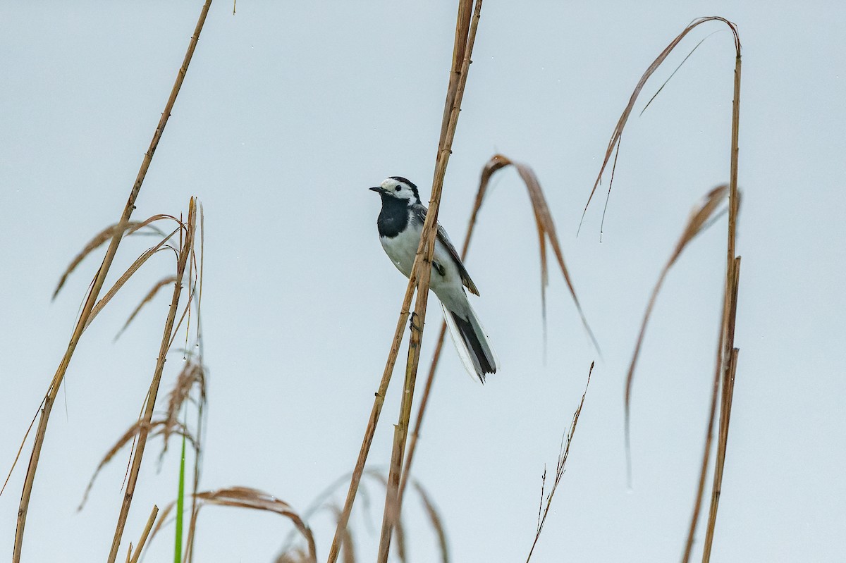 White Wagtail - lucien ABAH
