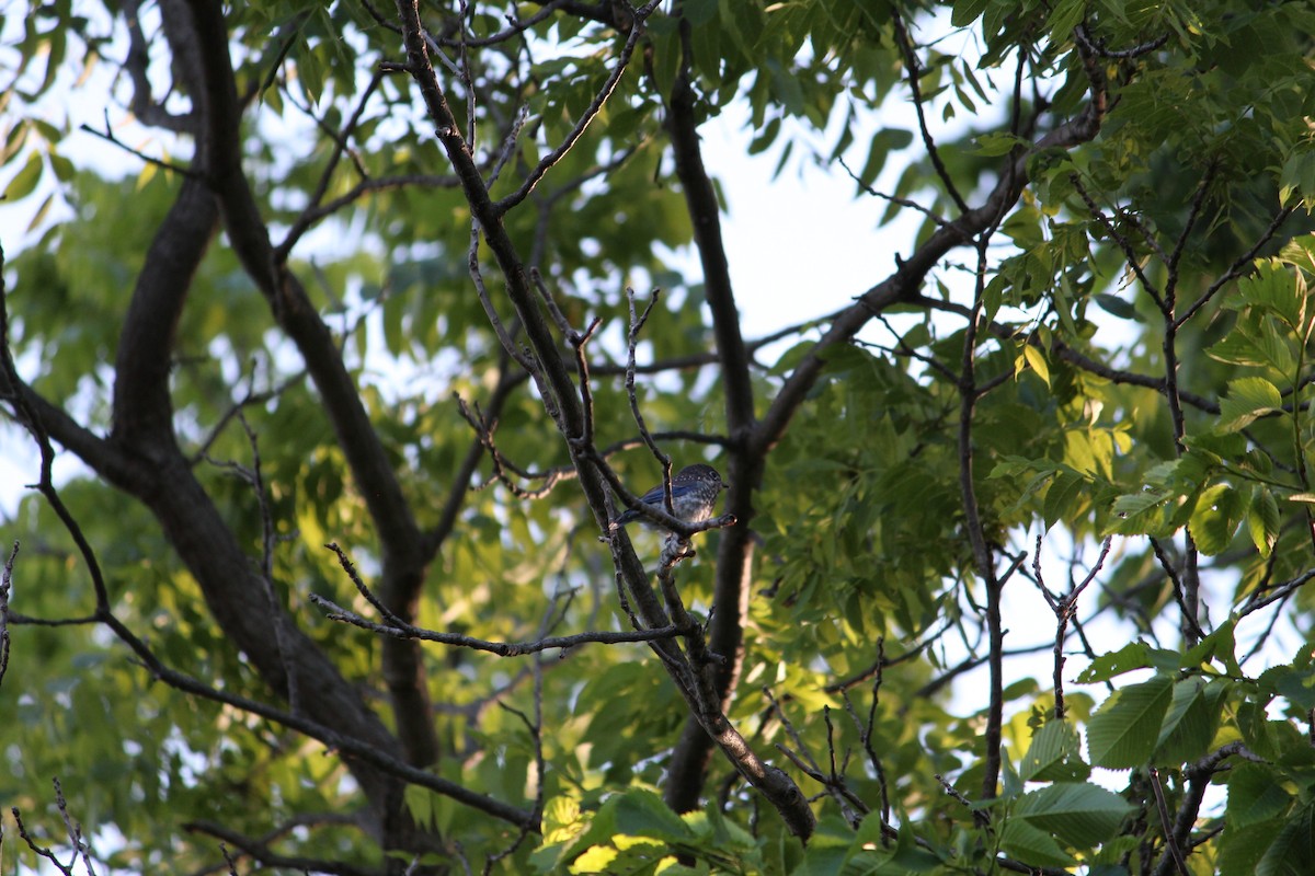 Eastern Bluebird - Jillian Kruempel