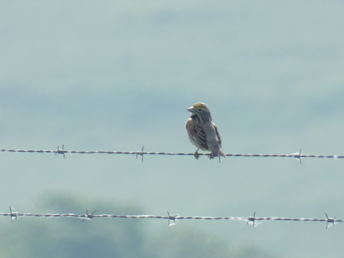 Dickcissel - David Riddle