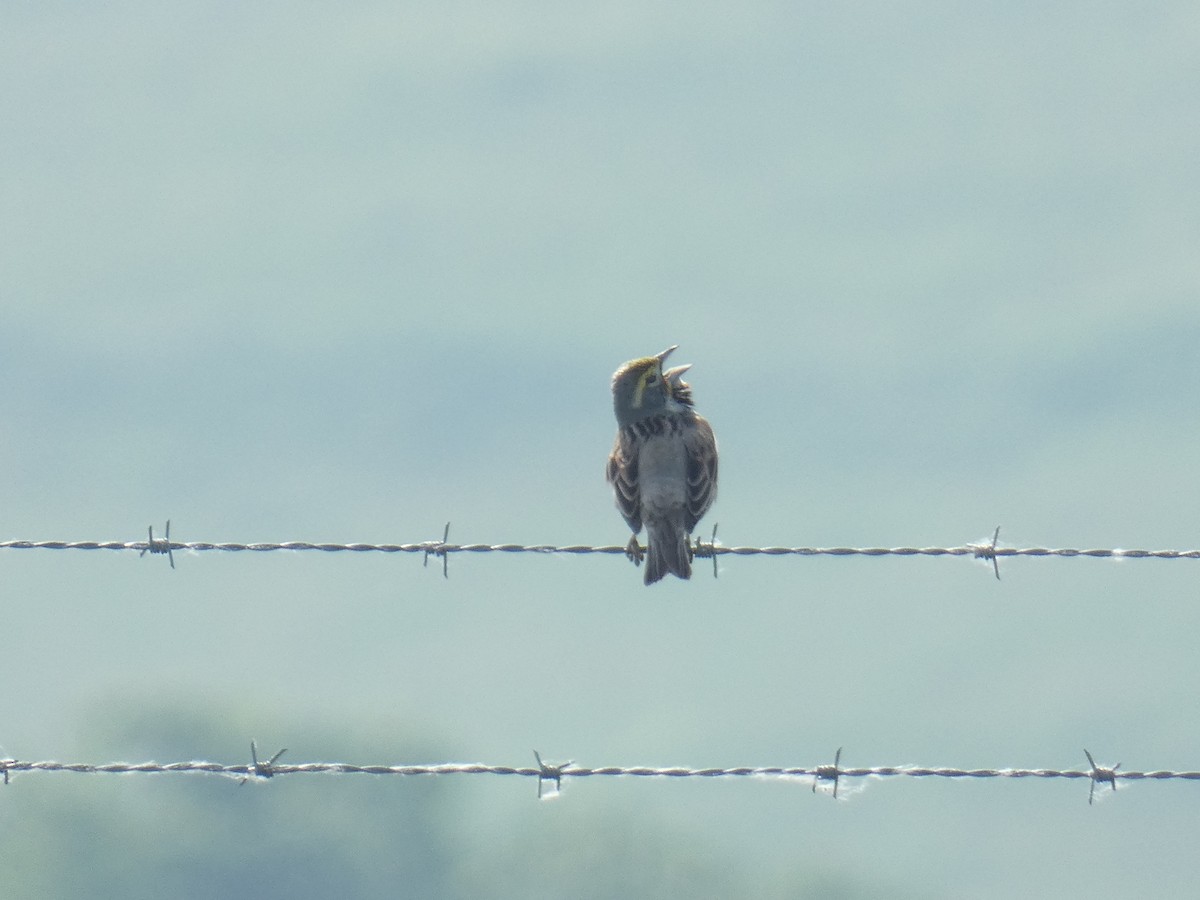 Dickcissel - David Riddle