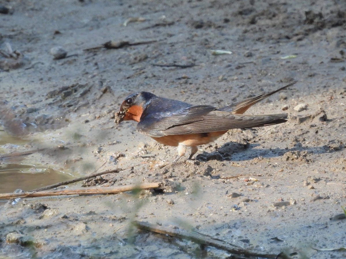 Barn Swallow - Allison Zhang