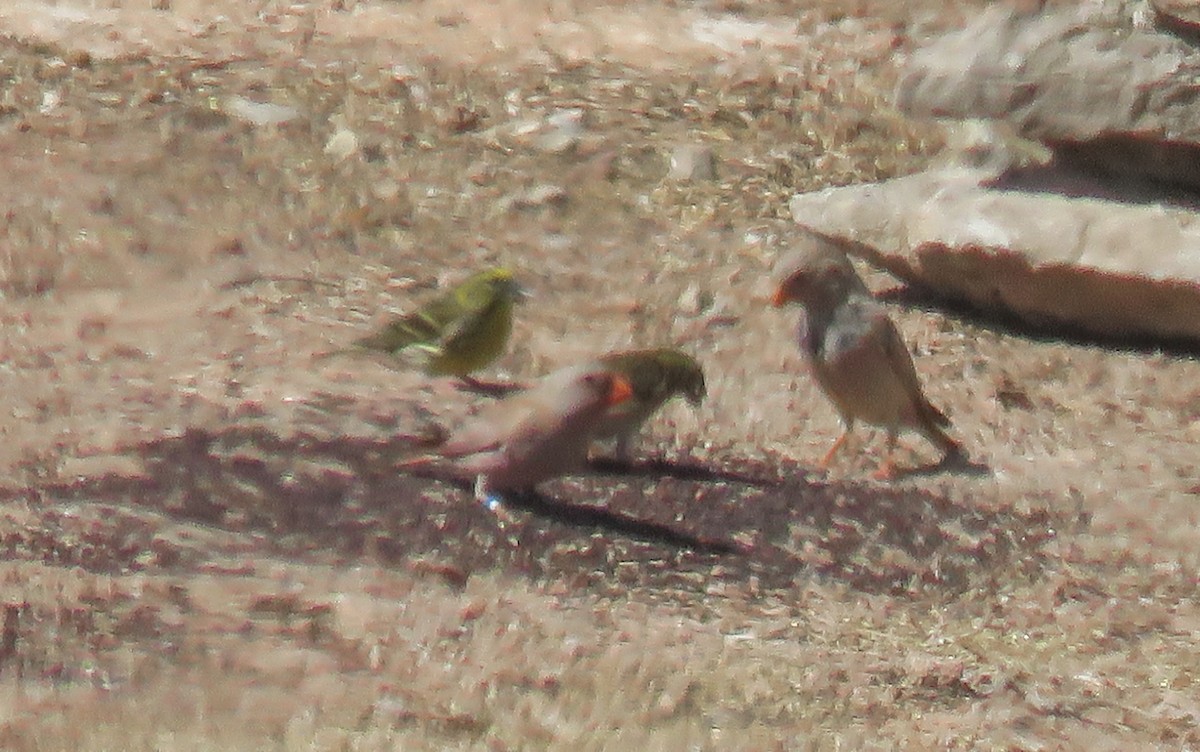 Trumpeter Finch - Joan Balfagón