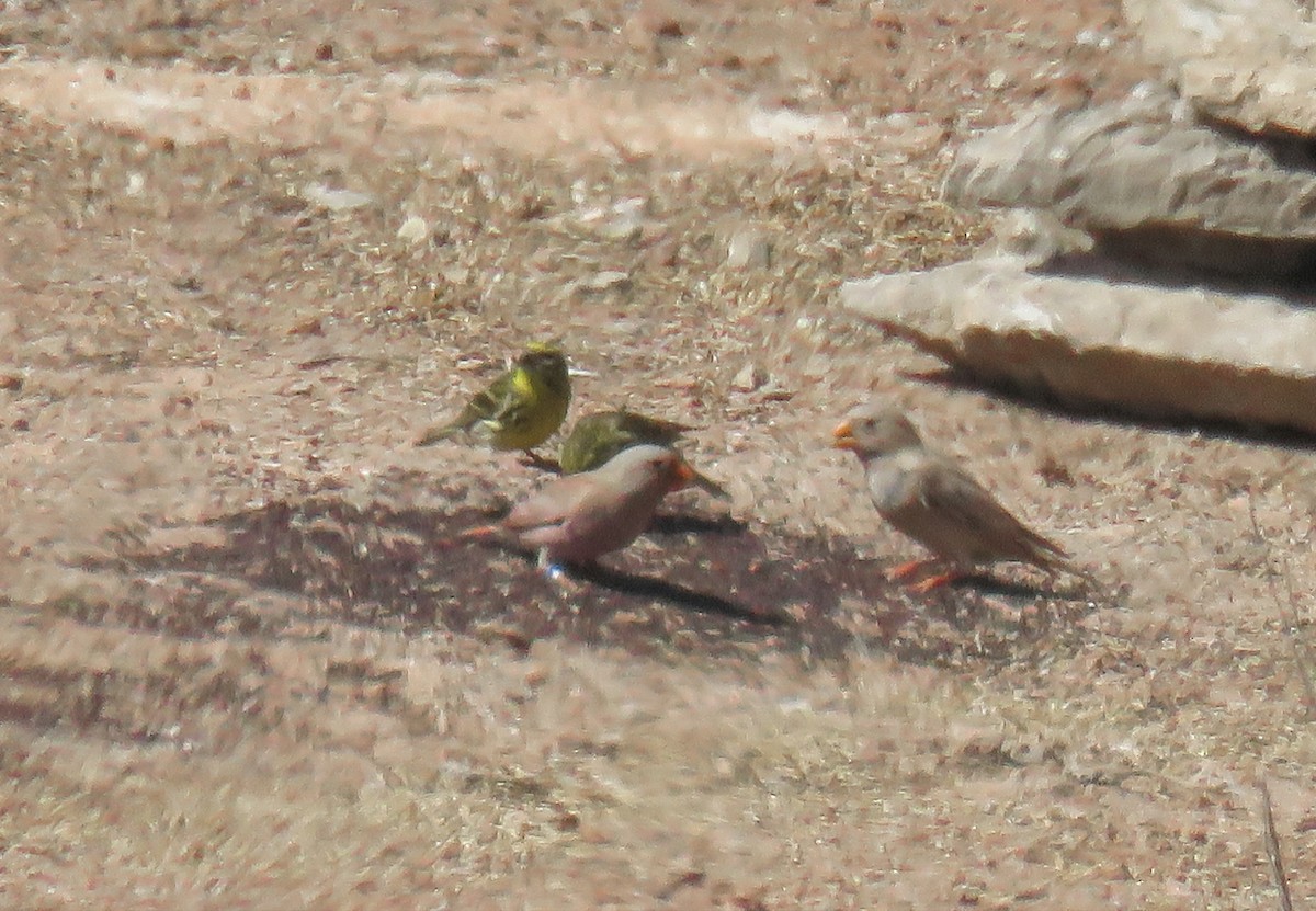 Trumpeter Finch - Joan Balfagón