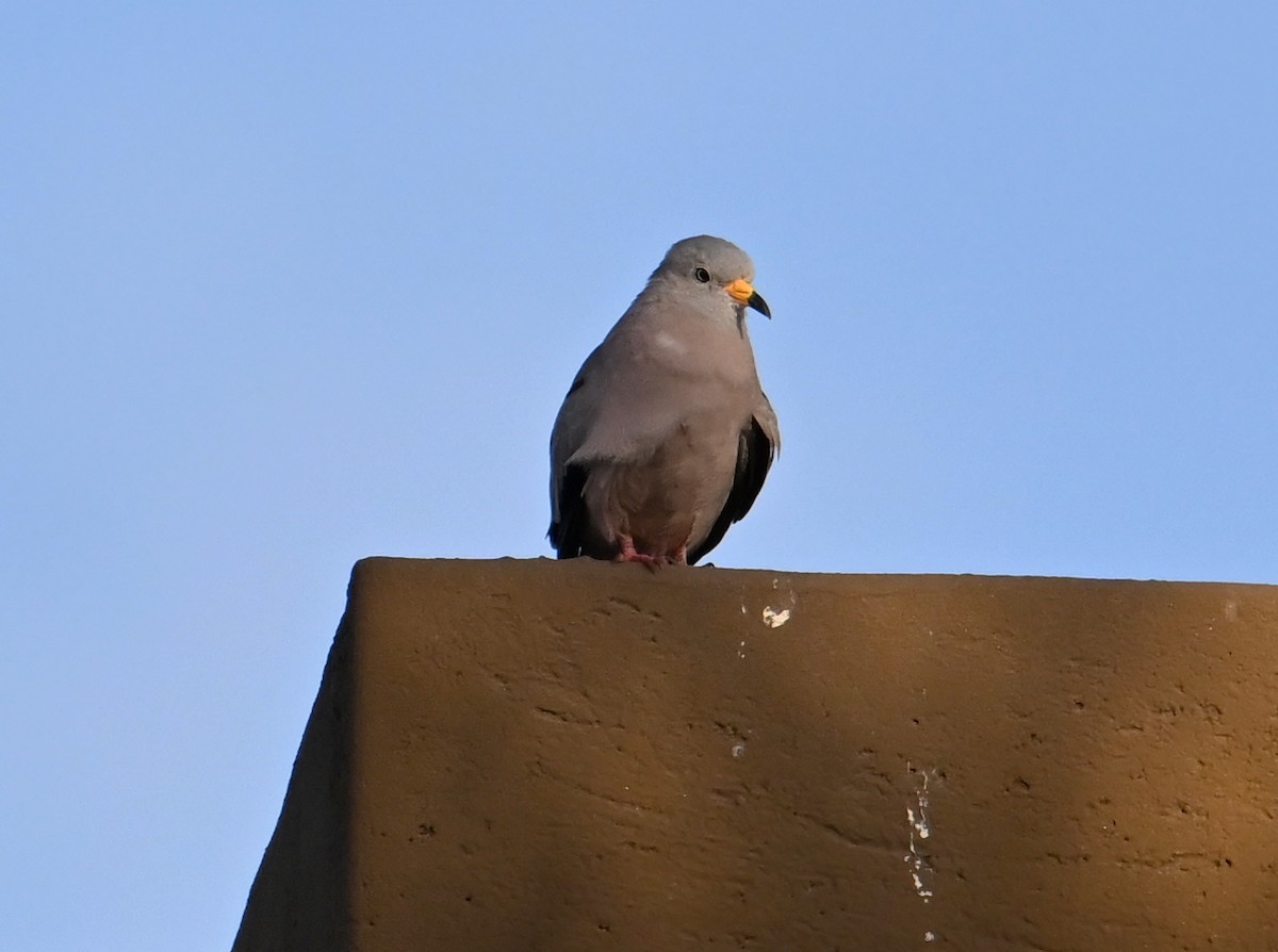 Croaking Ground Dove - jerald britten