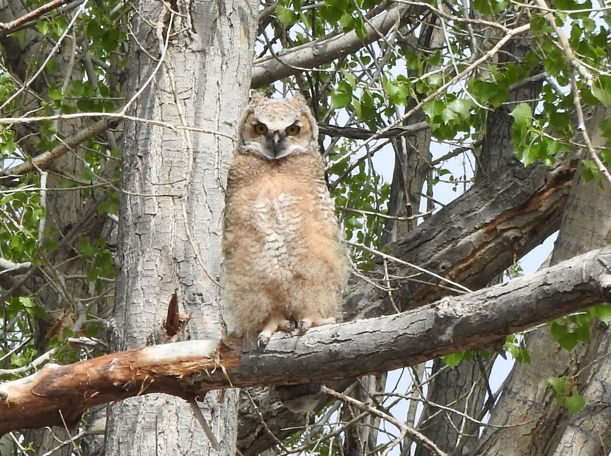 Great Horned Owl - ML619618991