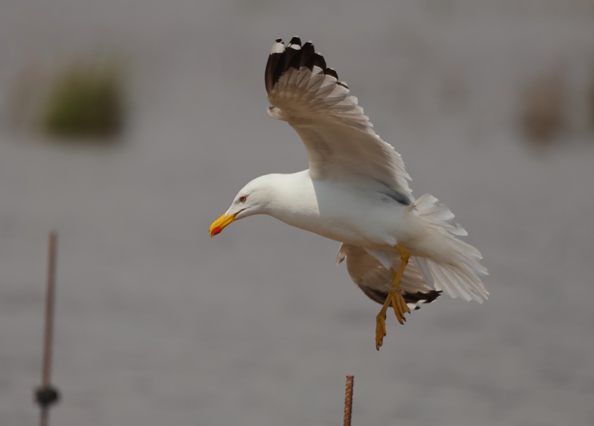 Yellow-legged Gull - Lázaro Garzón