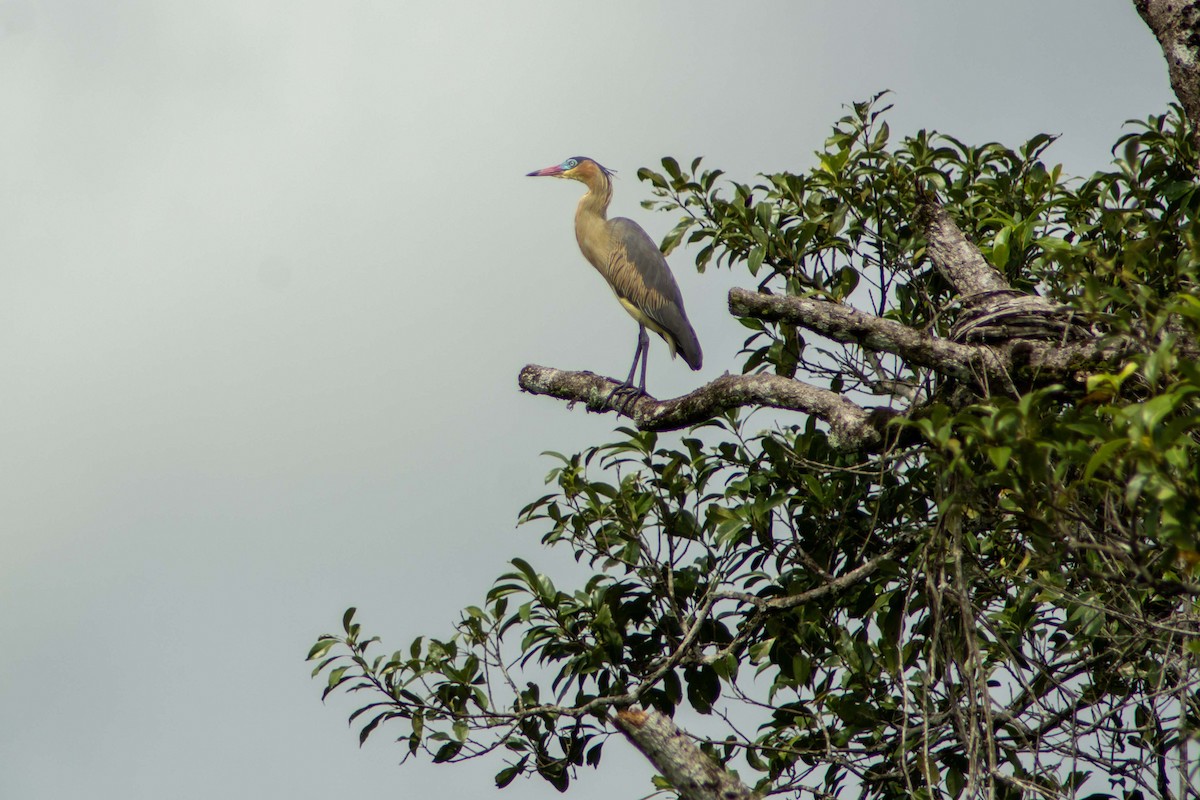 Whistling Heron - FREDY HERNAN VALERO