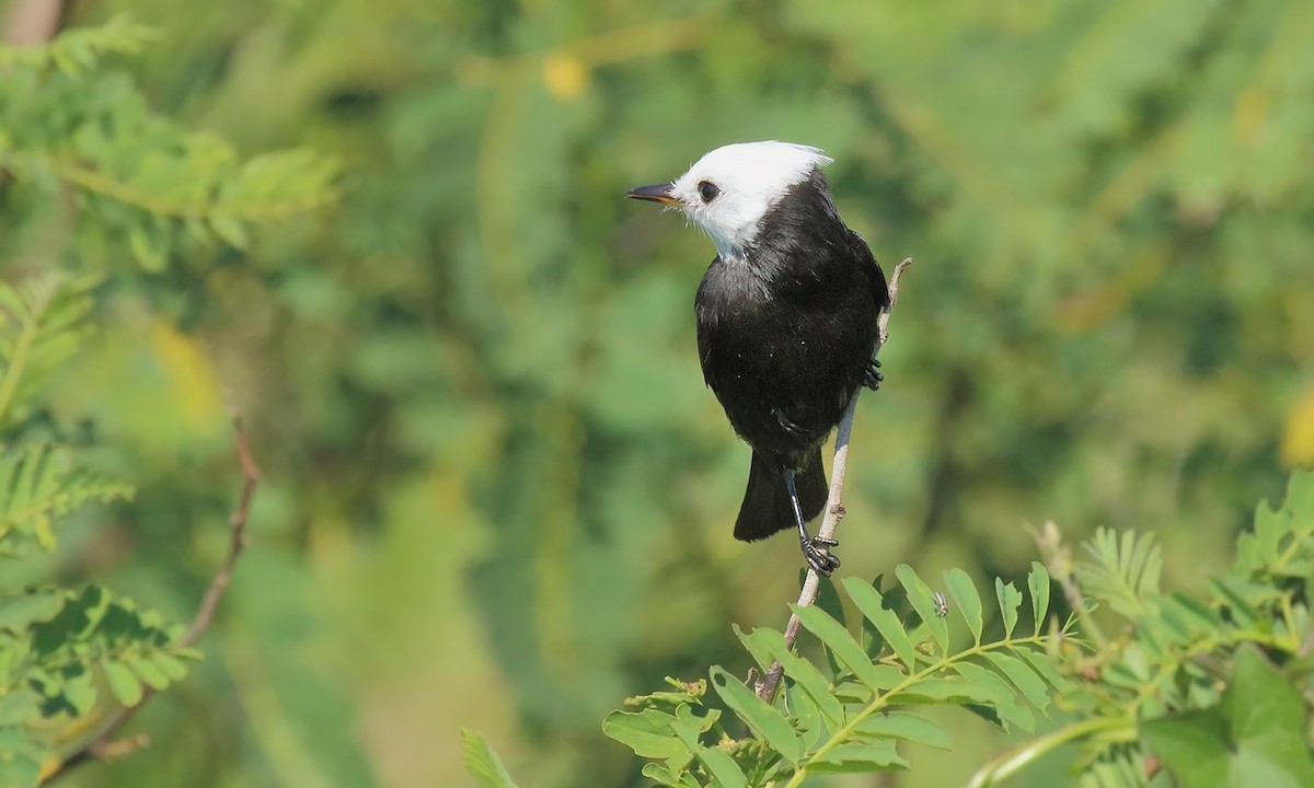 White-headed Marsh Tyrant - Adrián Braidotti