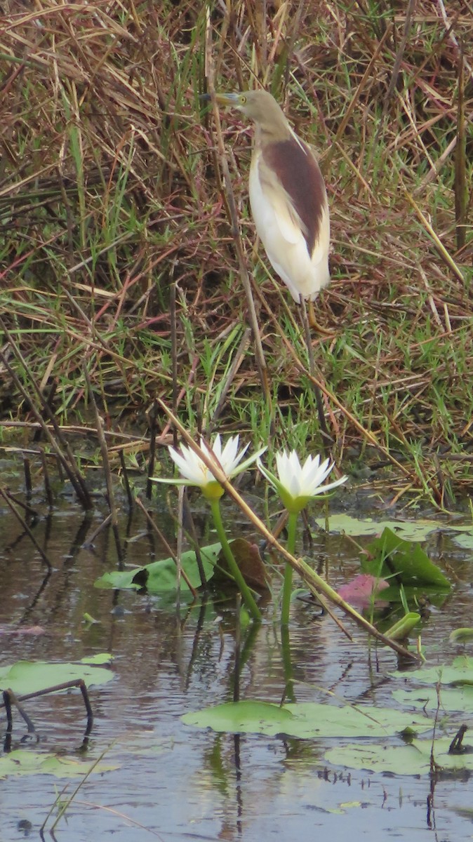 Indian Pond-Heron - Arvindh T