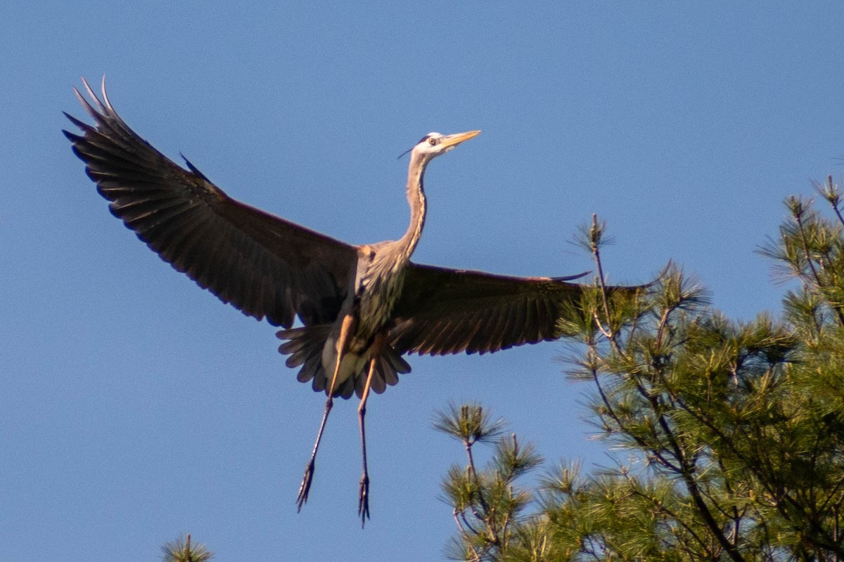 Great Blue Heron - Tatiana Dolgushina