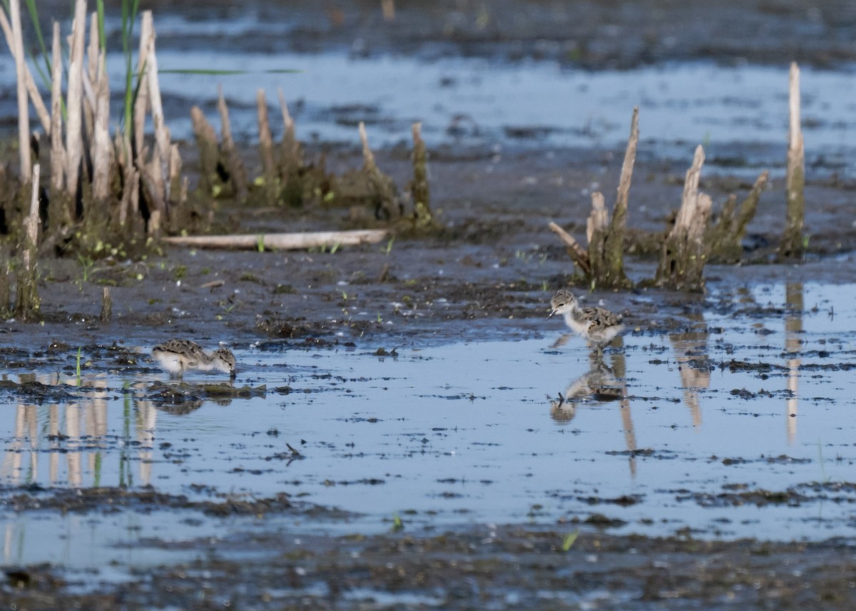 Black-necked Stilt - Sheila and Ed Bremer