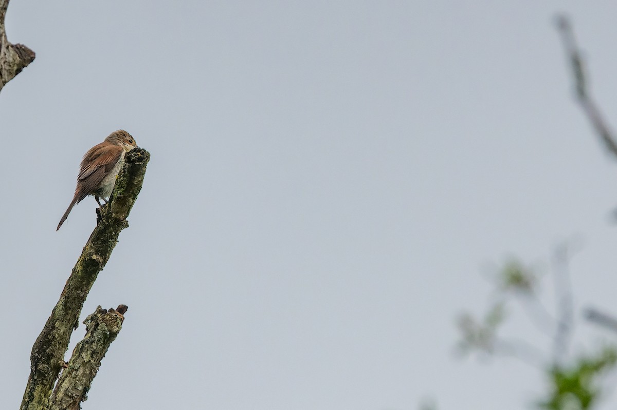 Red-backed Shrike - lucien ABAH