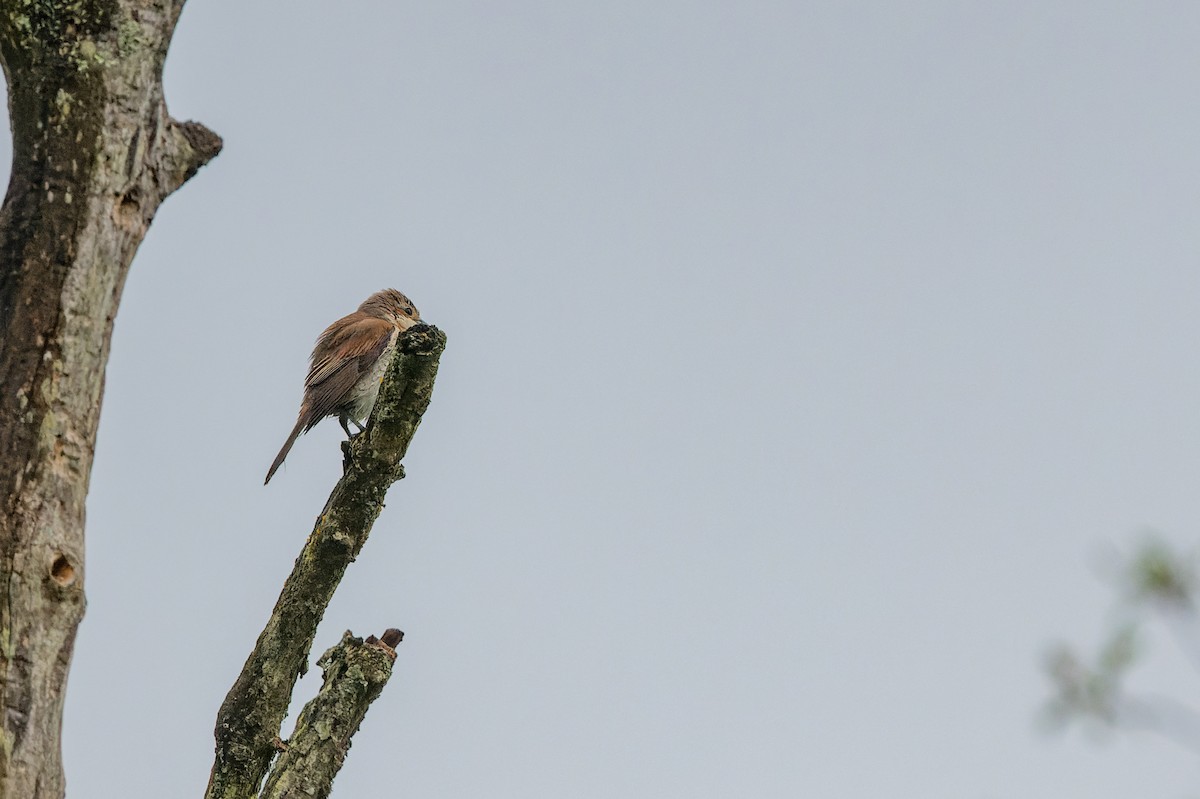 Red-backed Shrike - lucien ABAH