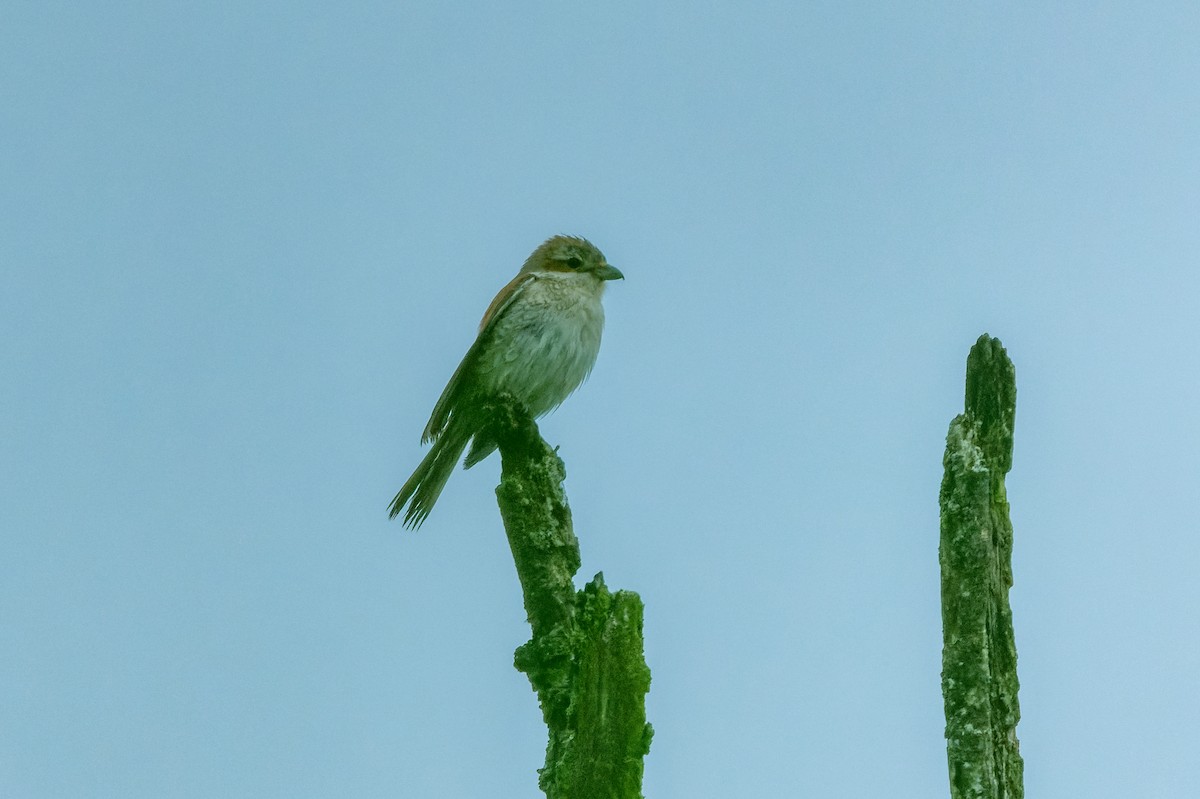 Red-backed Shrike - lucien ABAH