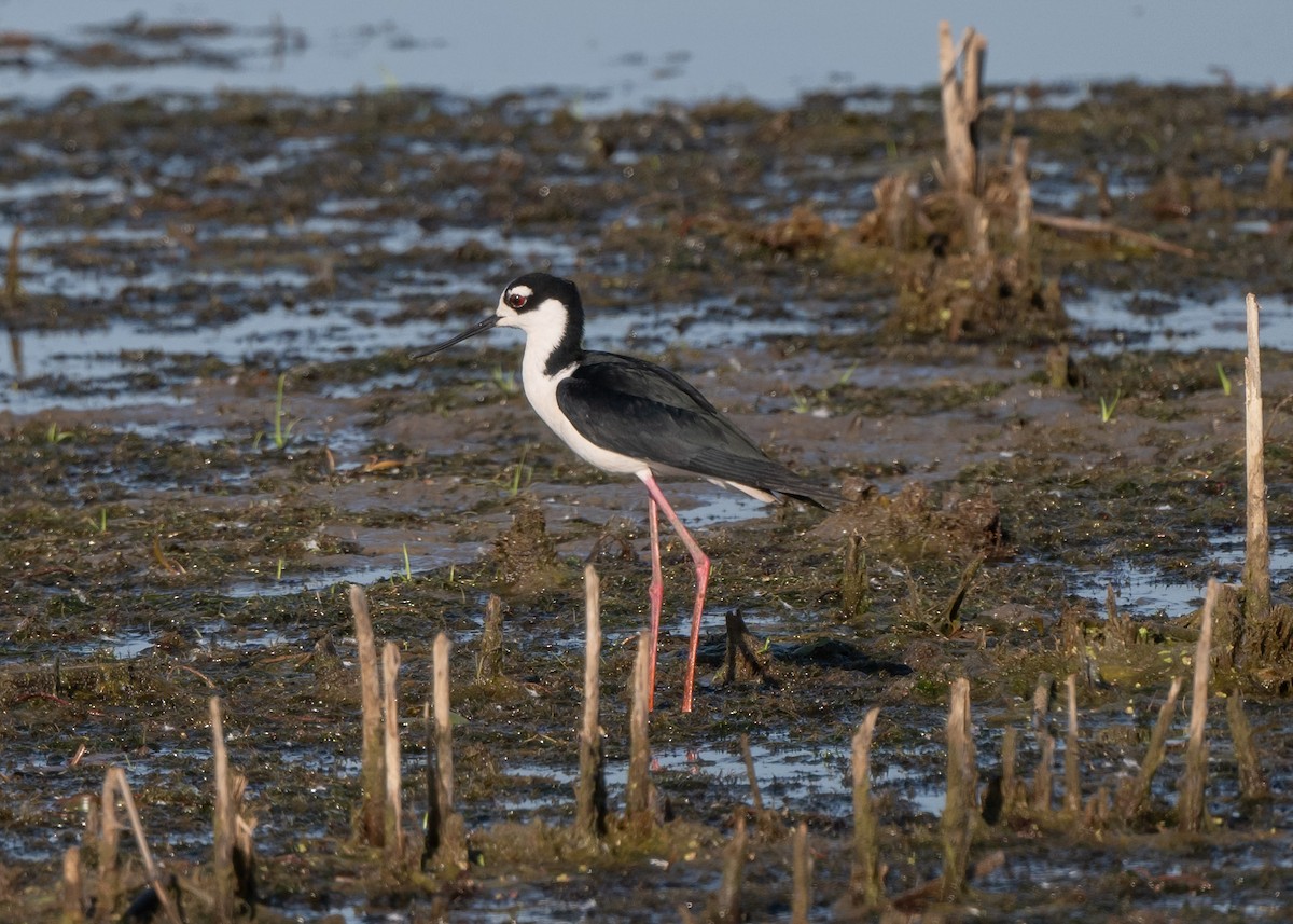 Black-necked Stilt - Sheila and Ed Bremer