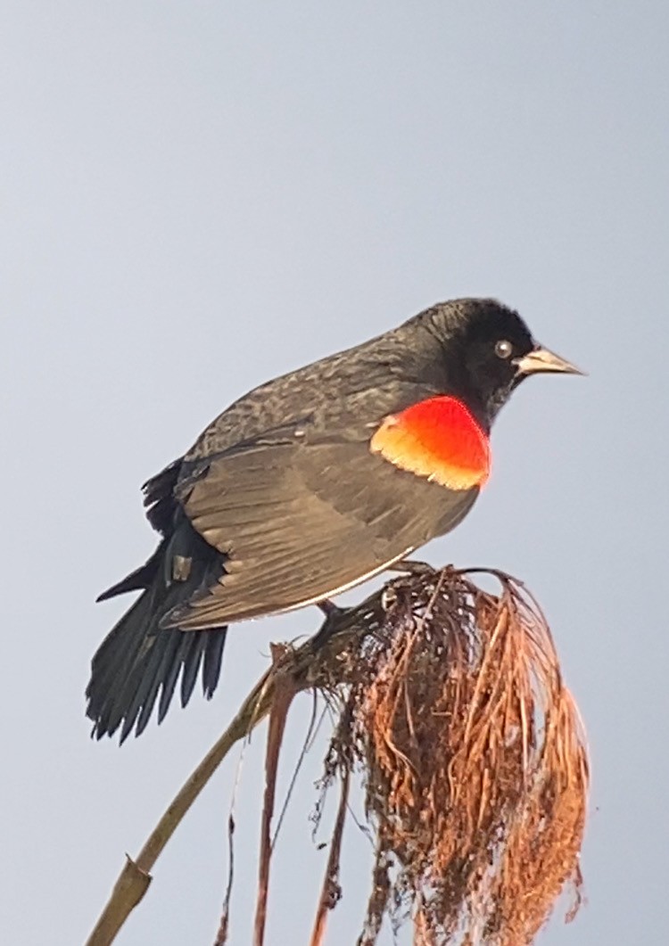 Red-winged Blackbird - Liz Freeman
