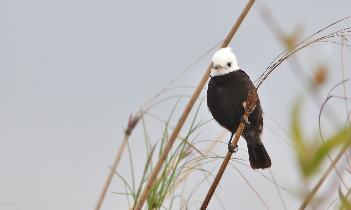 White-headed Marsh Tyrant - Adrián Braidotti