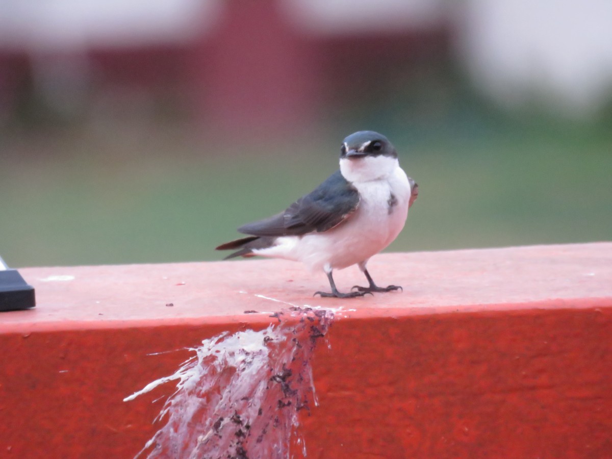 Mangrove Swallow - Sam Holcomb