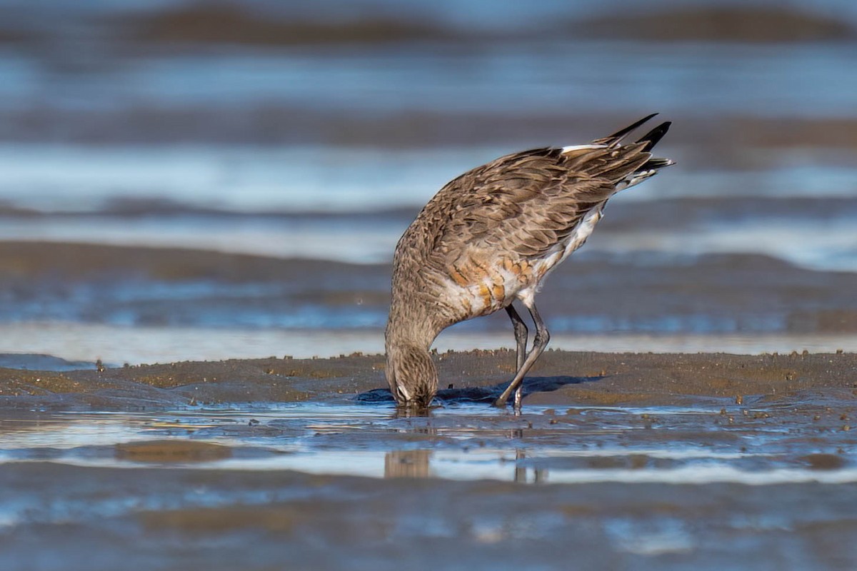 Hudsonian Godwit - Terence Alexander