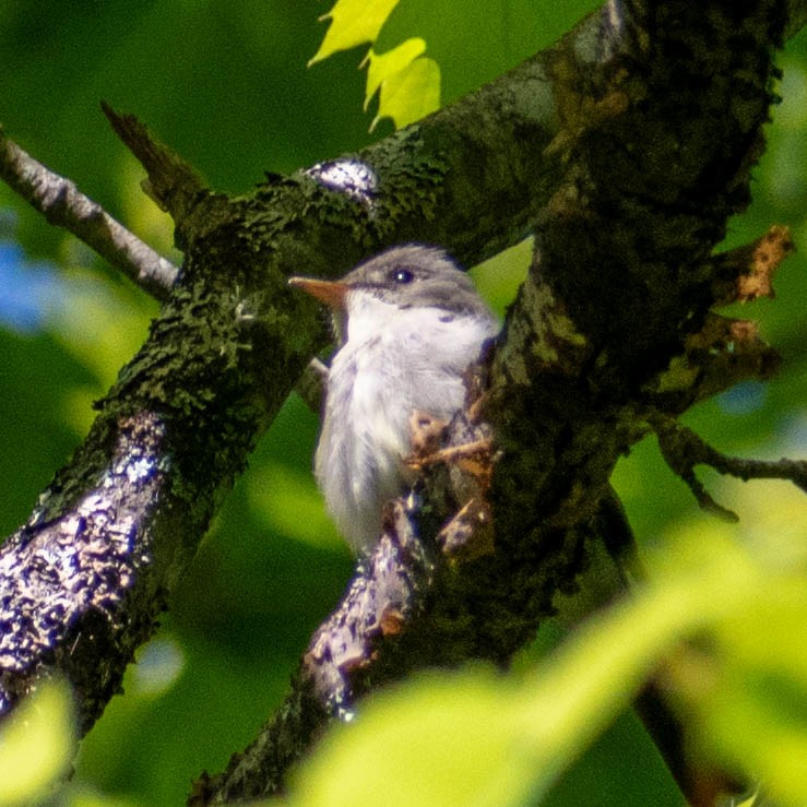 Eastern Wood-Pewee - Tatiana Dolgushina