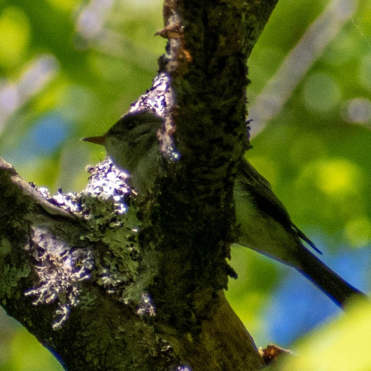 Eastern Wood-Pewee - Tatiana Dolgushina