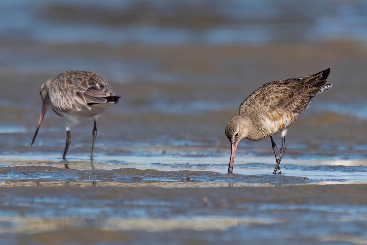 Hudsonian Godwit - Terence Alexander