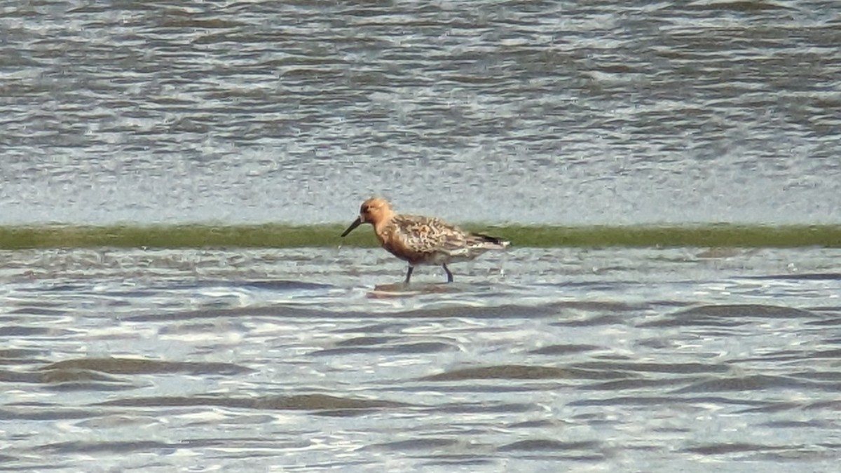 Red Knot - ML619619057