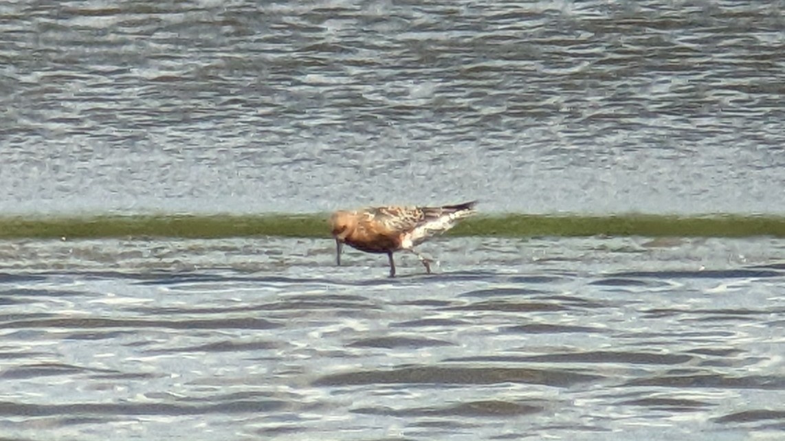 Red Knot - ML619619058