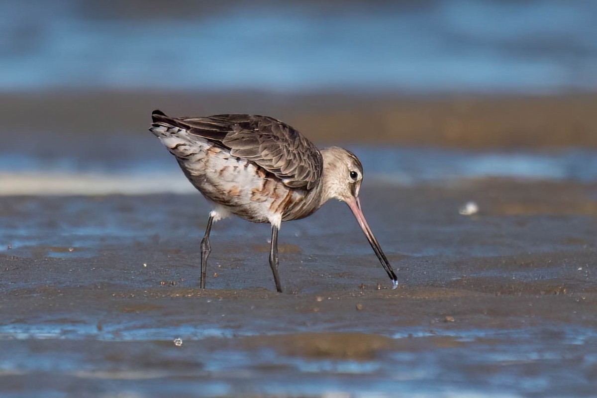 Hudsonian Godwit - Terence Alexander