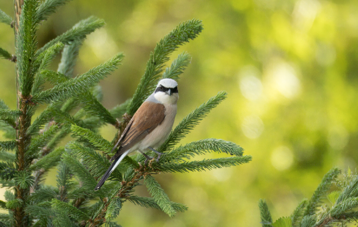 Red-backed Shrike - ML619619063