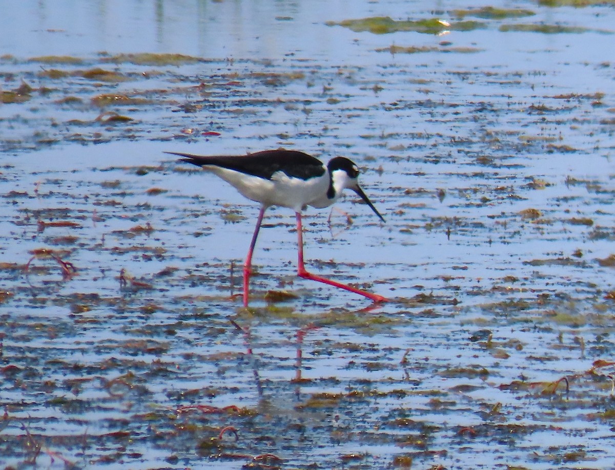 Black-necked Stilt - Pat Sterbling