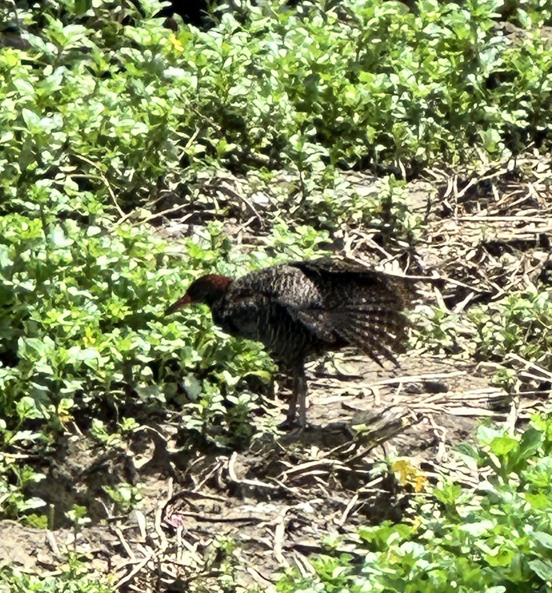 Slaty-breasted Rail - Sivakumar R