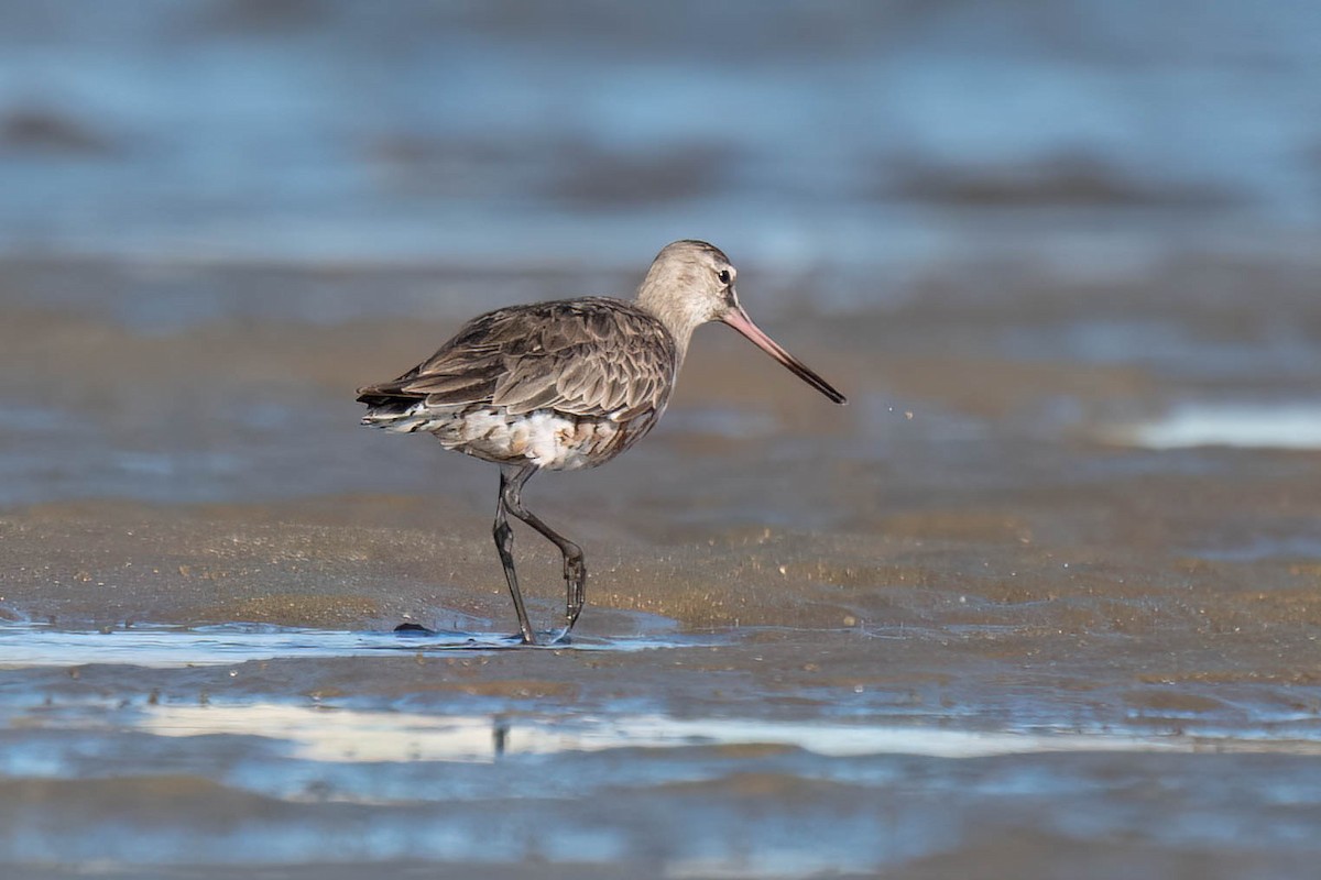 Hudsonian Godwit - Terence Alexander