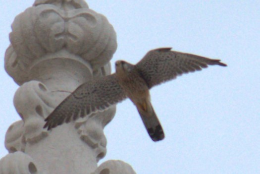 falcon sp. - Bill Hubbard